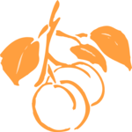 Apricots 2