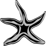 Starfish 04