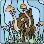 Mushrooms - Wild