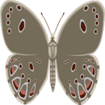 Butterfly 106