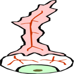 Eyeball 5