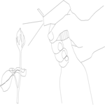 Spraying Plants