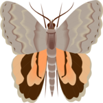 Moth 19