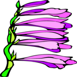 Gladiolas 3