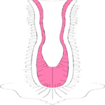 Spine 3