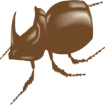 Beetle 10