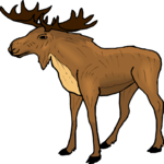 Moose 12