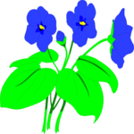 Violets 1