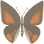 Butterfly 114