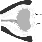 Eye - Inner 4