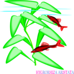Hygrorhiza Aristata