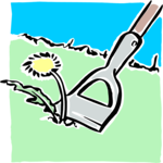 Weeding Dandelion