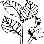 Leaves 18