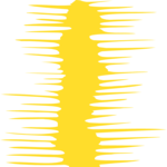 Corn 1