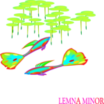 Lemna Minor