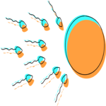 Sperm & Egg 2