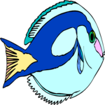 Blue Tang