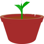 Plant - Sprouting