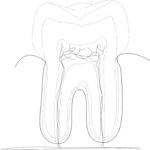 Tooth 05