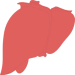 Liver 2