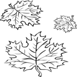 Leaves 45