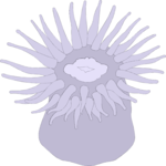 Anemone 3