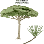 Pine - Italian