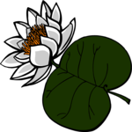 Flower 157