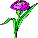 Carnation 7