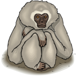 Gibbon 3