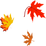Leaves 02
