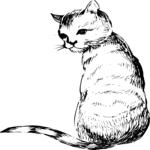 Cat 97