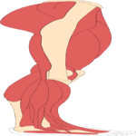 Musculature - Leg 4