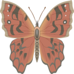 Butterfly 113