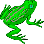 Frog 05