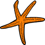 Starfish 15