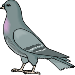 Pigeon 13