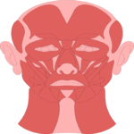 Musculature - Face
