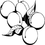 Apricots 1