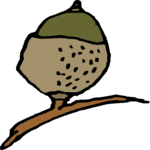 Acorn 4