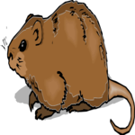 Coypu 2