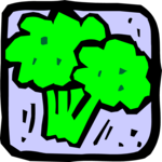 Broccoli 07