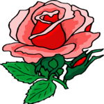 Rose 74