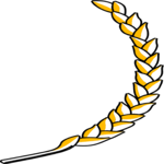 Wheat 7