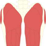 Musculature - Thigh 1