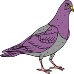 Pigeon 04