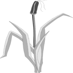 Cattail 1