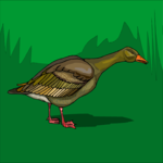 Duck 30