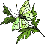 Butterfly 128