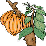 Papaya 2